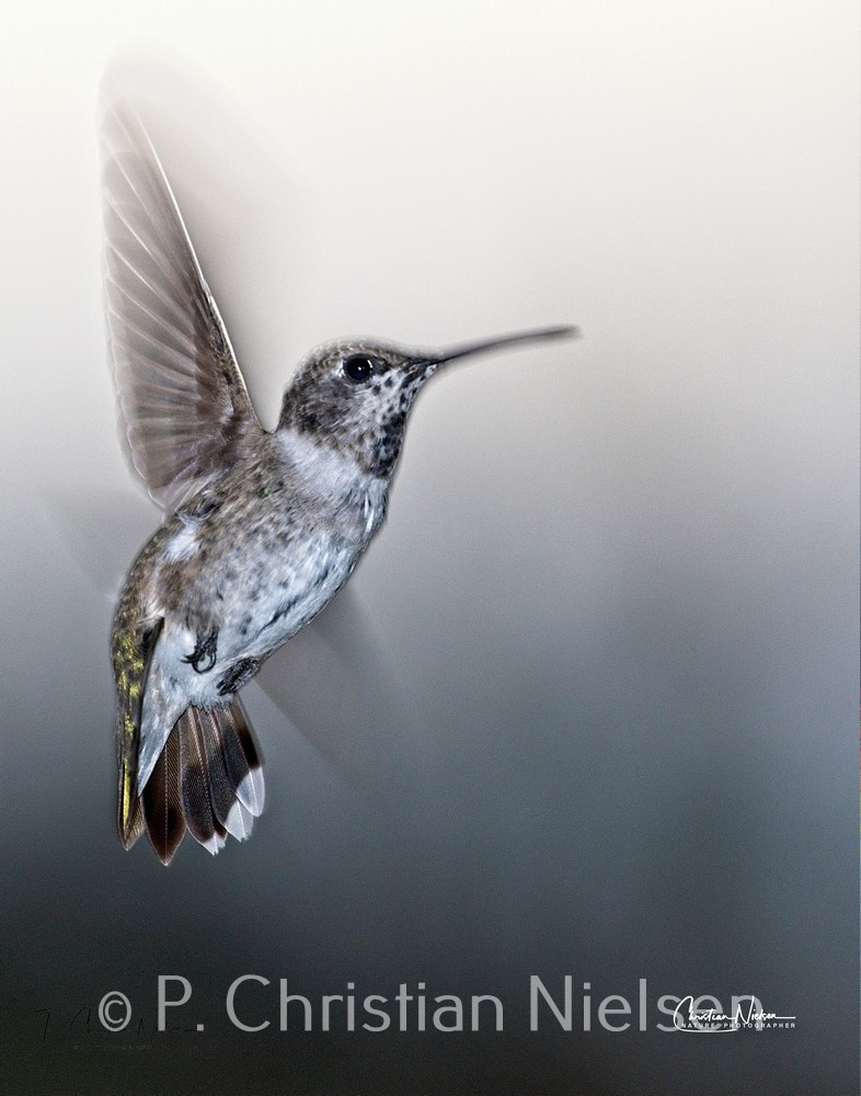 Hummingbird Blur